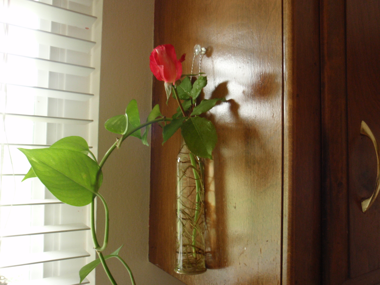 Hanging Bud Vase