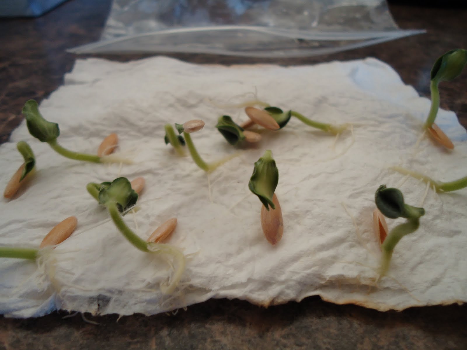 Thyme To Garden Now Germinating Cantaloupe Seeds