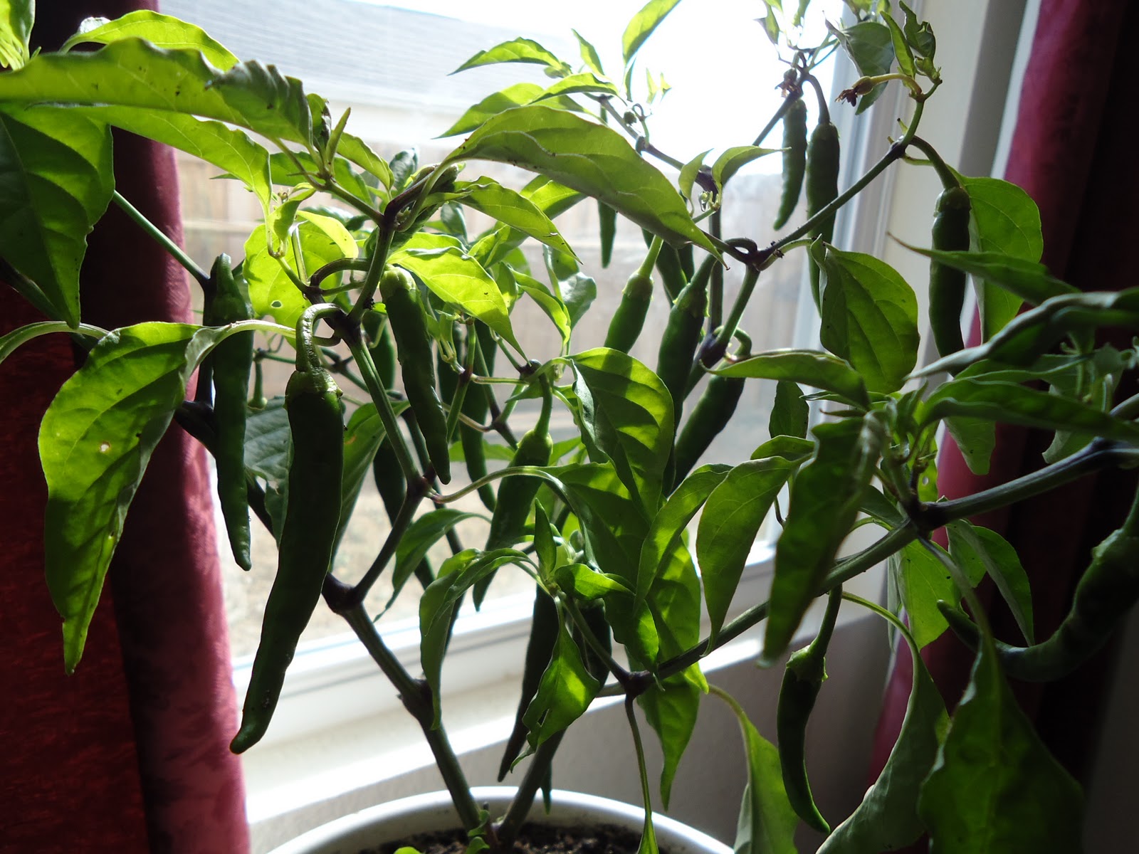 Growing Peppers Indoors