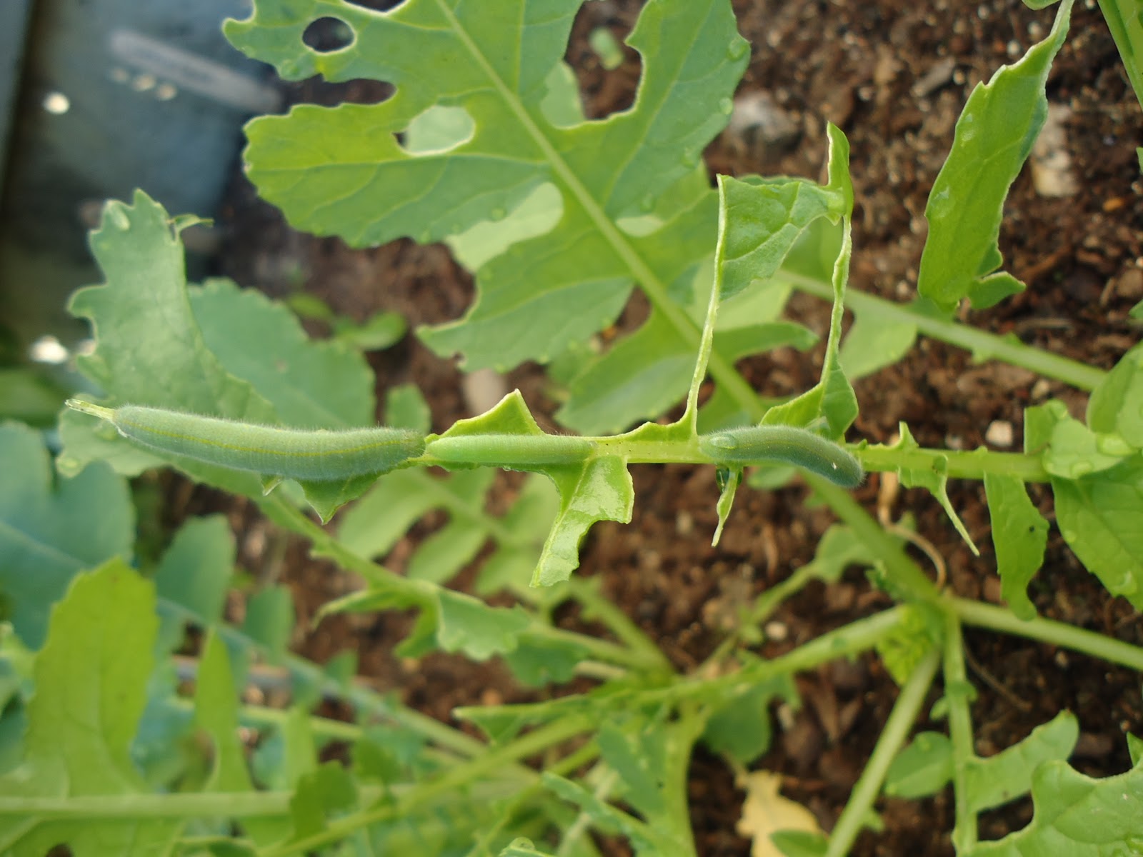 Thyme To Garden Now Invisible Cabbage Worms