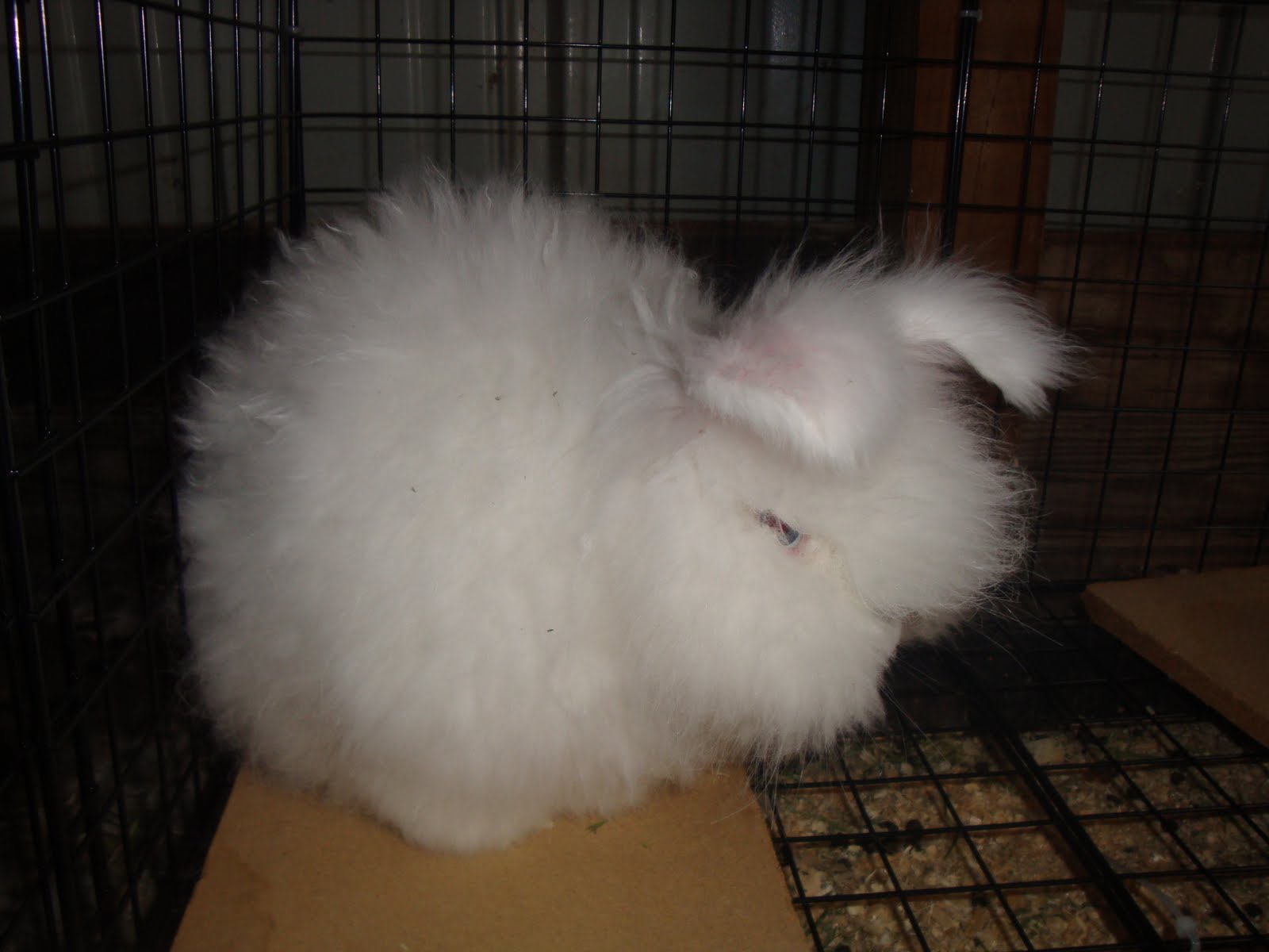 Tail Spin Farm Shop English Angora Rabbits For Sale
