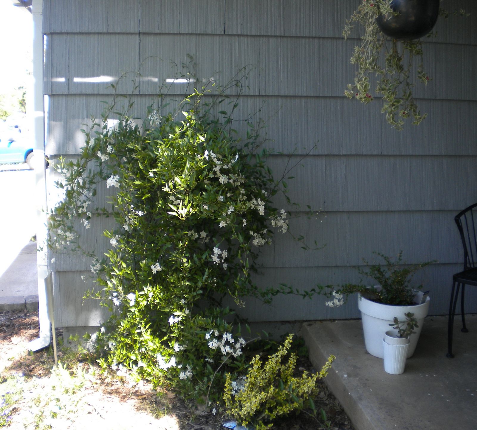 Taming the Vines Home Depot Center