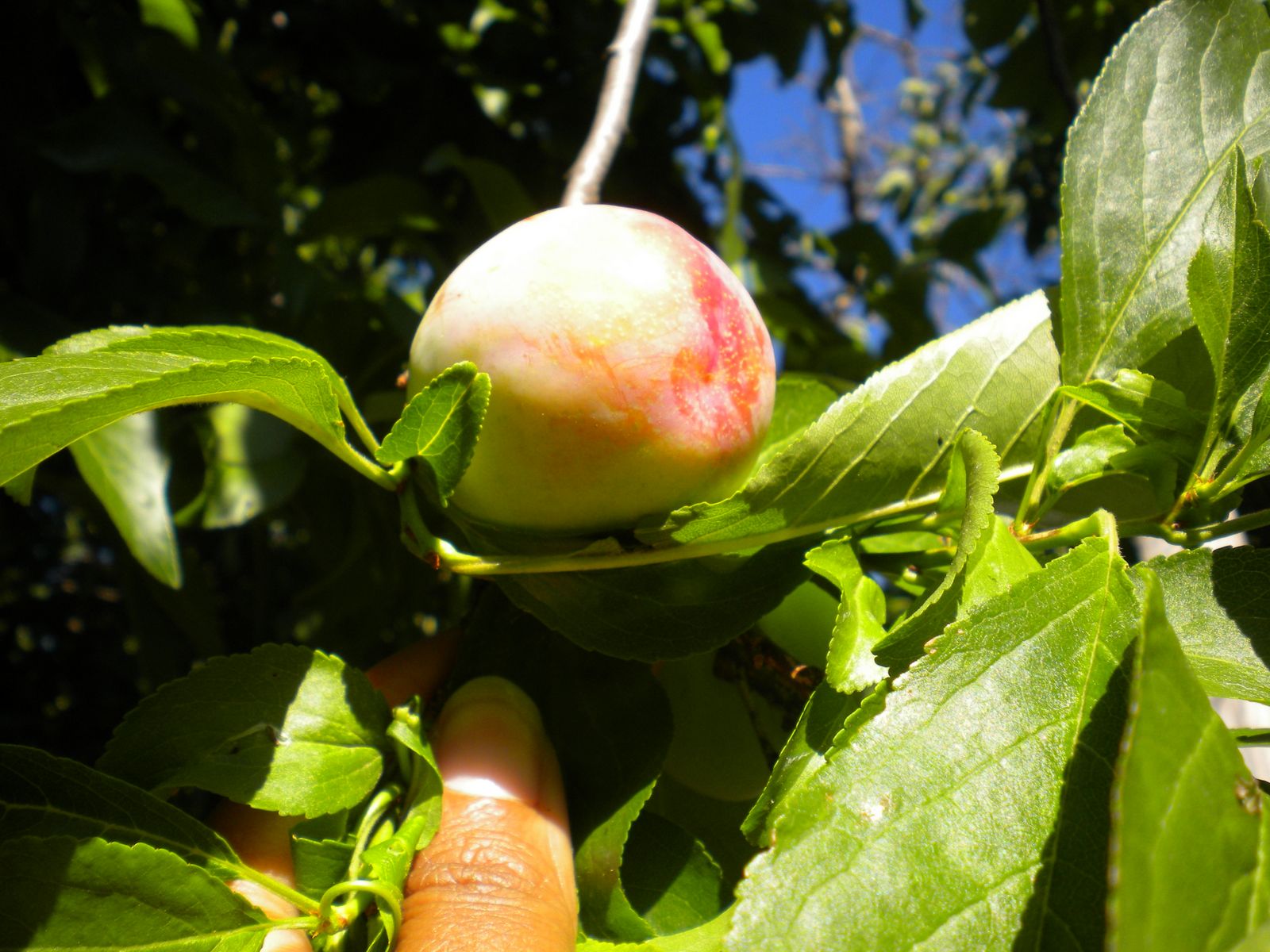 Oh Cherry Tree Home Depot Center