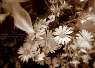 Flower Bouquet, All Saints' Day, Macro Photography, Jaypee David