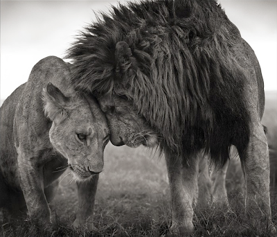 Nick+Brandt+lions+head+2head+08.png