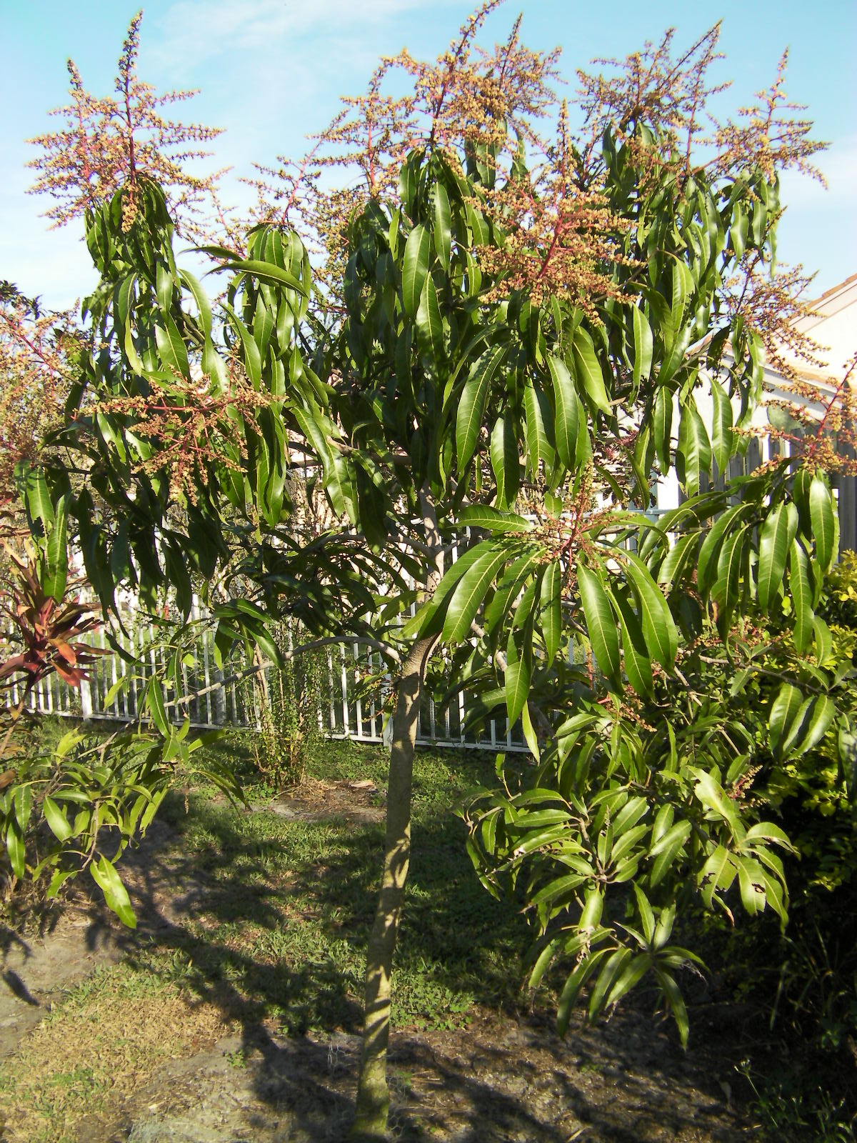 Dwarf Mango Tree