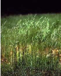 YumakOtu28Festuca2953