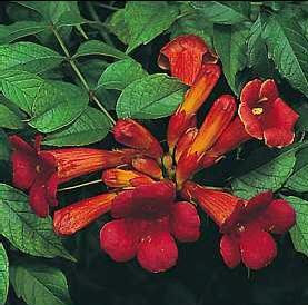 AcemBorusuCampsis28Bignonia2953 2