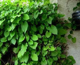 C387obandeC49FneC49Fi28Polygonium2993 - Çobandeğneği Yetiştiriciliği C387obandeC49FneC49Fi28Polygonium2993