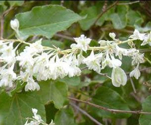 C387obandeC49FneC49Fi28Polygonium2994 2 - Çobandeğneği Yetiştiriciliği C387obandeC49FneC49Fi28Polygonium2994 2