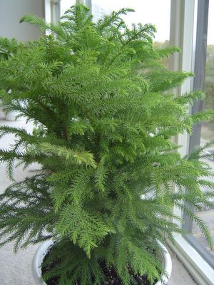 [araucaria+(Kuşkonmaz).jpg]