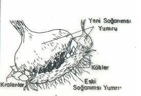 Hotfiles holograf cat de departe free zippy vine vara zippy holograf vine o zi fileshare