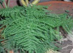 FotoC49Fraf14Bitkideyaprak