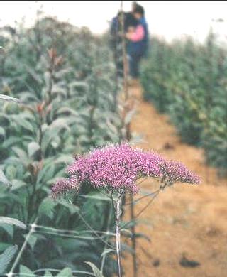 [Fotoğraf+2.1+Serada+trachelium+yetiştirciliği.JPG]