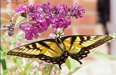 Resim42BuddleiaC3A7iC3A7ekleriningC3B6rC3BCnC3BCC59FC3BC - Kelebek Çalısı Yetiştiriciliği Resim42BuddleiaC3A7iC3A7ekleriningC3B6rC3BCnC3BCC59FC3BC