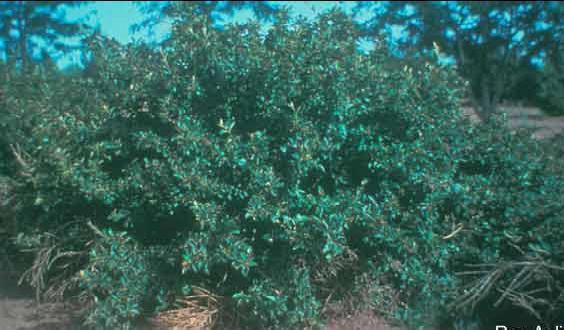 [Resim+7.1+Cotoneaster+bitkisinin+genel+görünüşü.JPG]