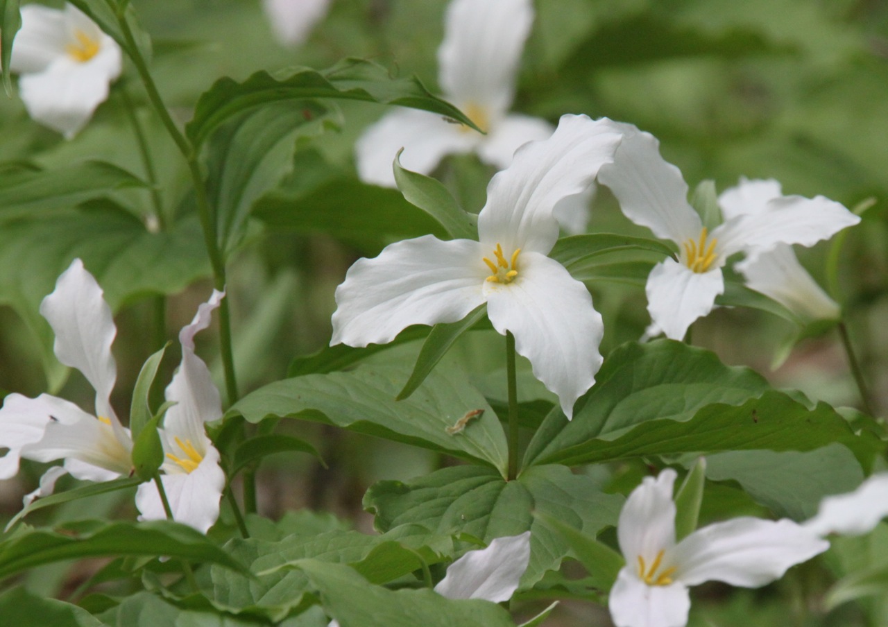 Kalamazoo Seasons Peak wildflowers?