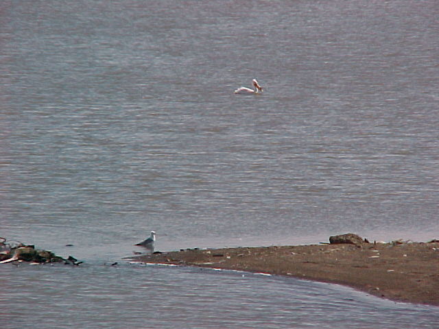 [Seagull+&+pelican]