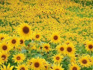 http://1.bp.blogspot.com/_EqM38g5UEoI/Sl5ut0Zt0-I/AAAAAAAAALo/jNFV4Y7MzUU/s400/campo_de_girasoles-.jpg