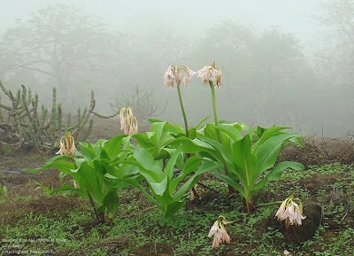 crinum latifolium