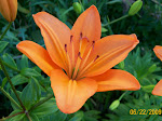 Pollen Free Wide Petal Asiatic Lily
