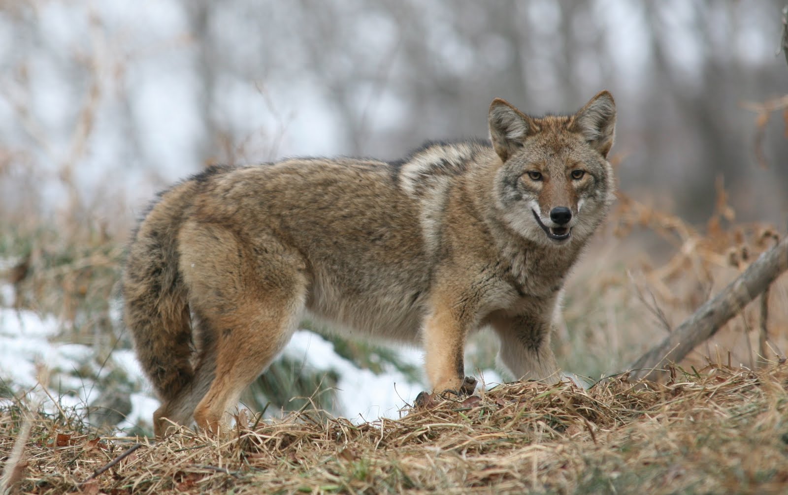 OneEyed Hillbilly Outdoors Canines or Cats?