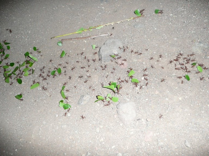 Leaf-cutter ants on Ometepe