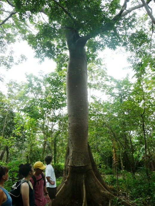 Thorn tree--all swollen for now.