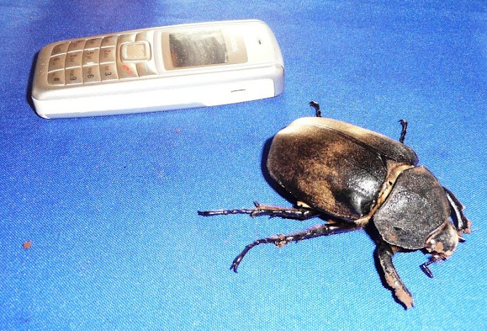 The enormous beetle