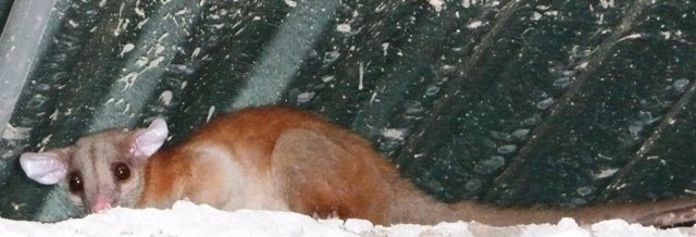 A 'comedreja'; a sort of really cute weasel.  In the school.
