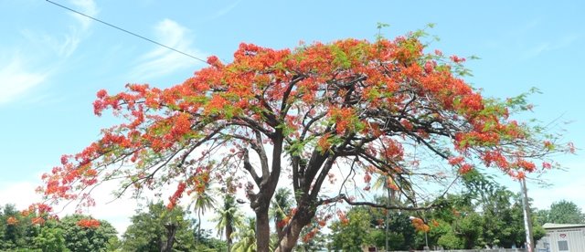 A 'malinche' tree--gorgeous in the spring