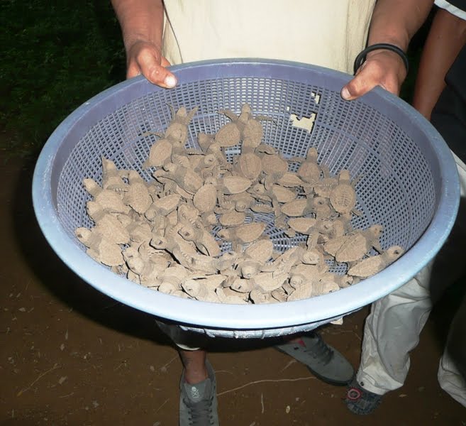 Baby turtles, awaiting dark