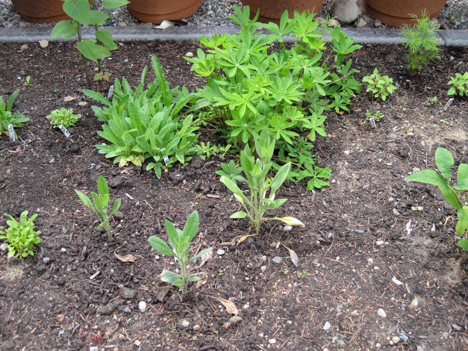 Hortus Godotii Trees Shrubs