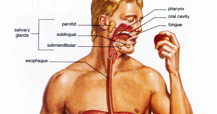 Articles The Effects of Alcohol on the Human Body