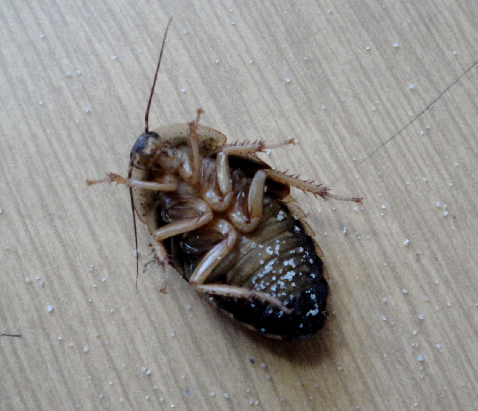 Salle De Bain Marron Et Beige ~ diffrence entre blatte et cafard image traitement contre les Salle De Bain Marron Et Beige ~ diffrence entre blatte et cafard image traitement contre les