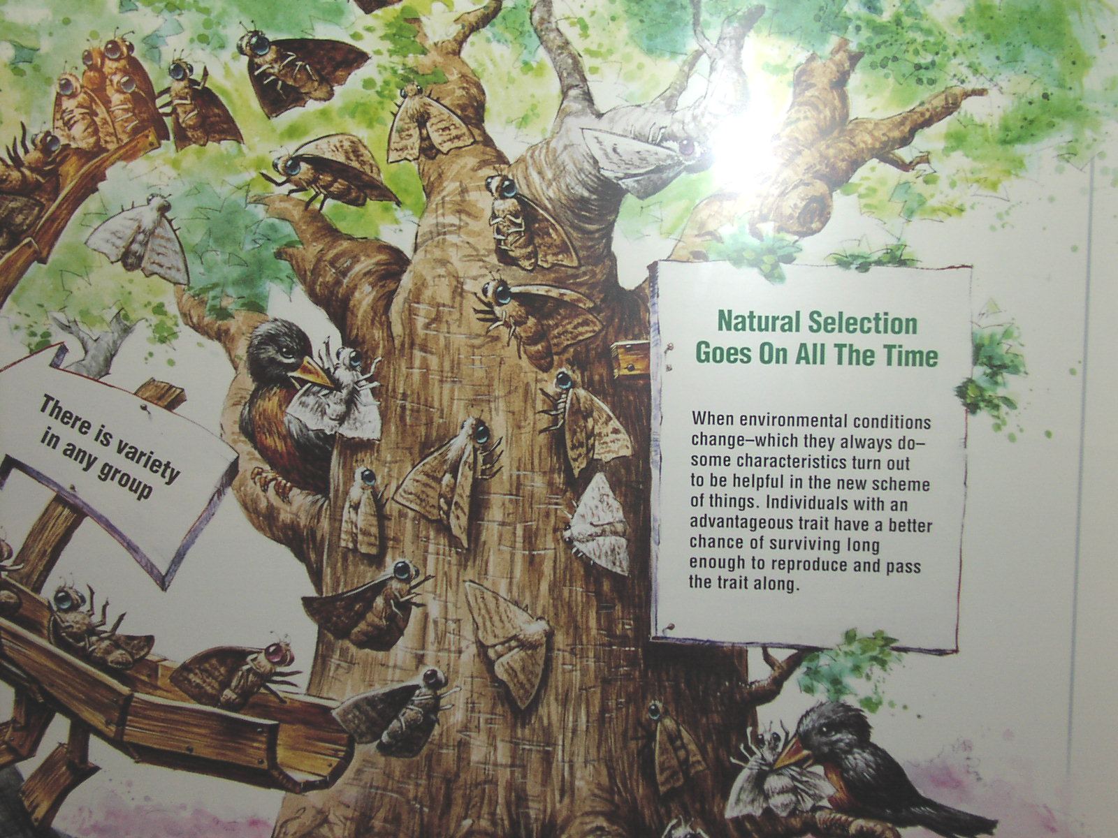 Peppered Moth Evolution