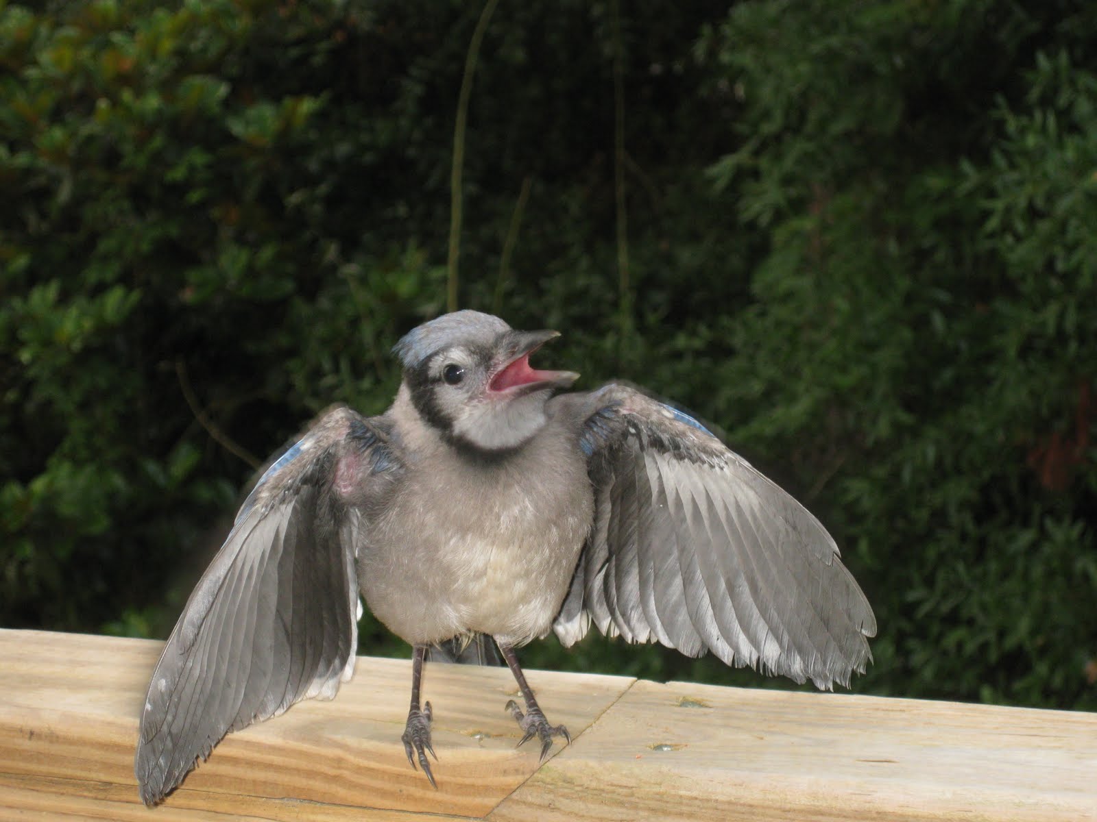 Offshoots Blue Jay Love