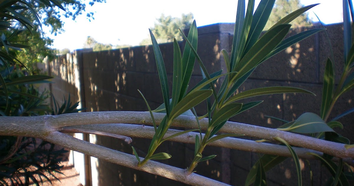 Hesselblogger How to Grow a New Oleander Plant
