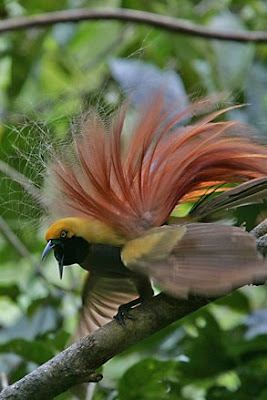 World S Most Beautiful Birds Birds Of Paradise