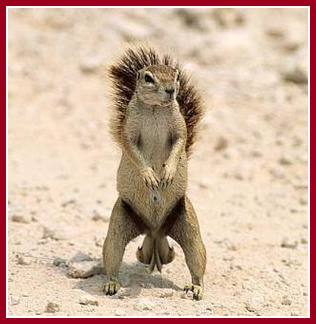 Cartoon Squirrel Family