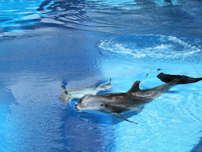dolphin wallpapers. Dolphin Wallpaper