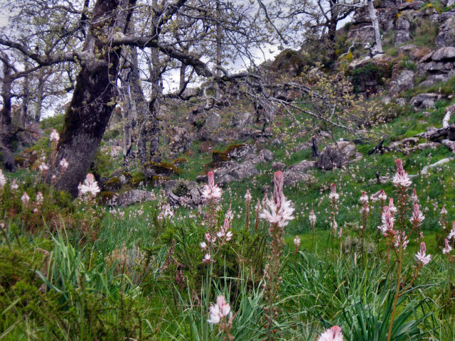 Paisagens de Portugal - O Gerês em Flor