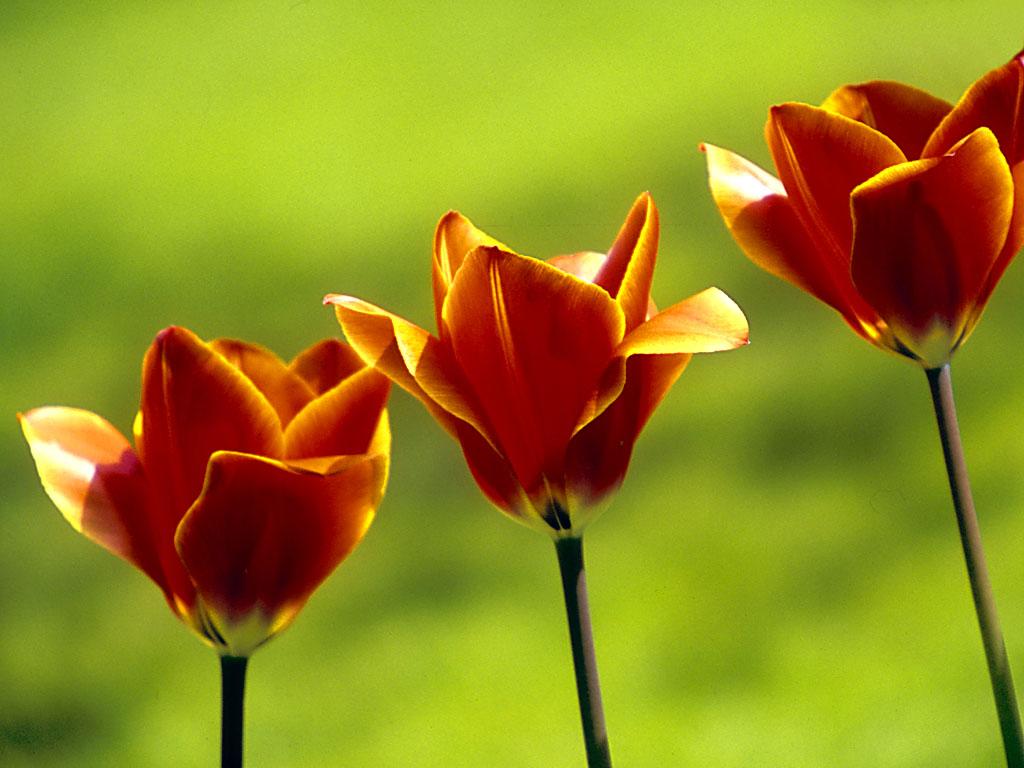 [blumen.jpg]