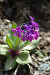 Une petite fleur alpine