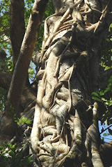 Strangular fig tree
