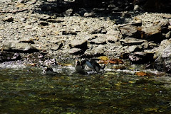 Pingouins des Fjords