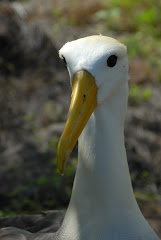 Waved albatros