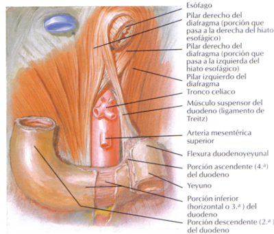 Ligamento de Treitz - Músculo suspensor del duodeno