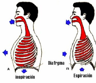 respiración diafragmática