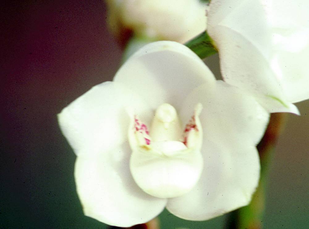 LA FLOR DEL ESPIRITU SANTO